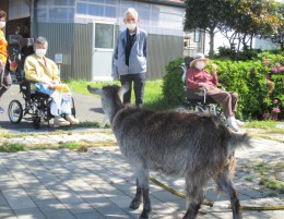 久しぶりにヤギにも会えて笑顔がこぼれました♪