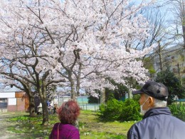 渡町の公民館でお花見です♪